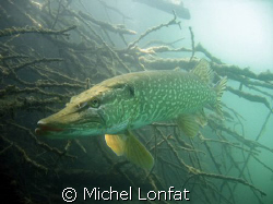 Another pike shot... this one is most probably a female -... by Michel Lonfat 
